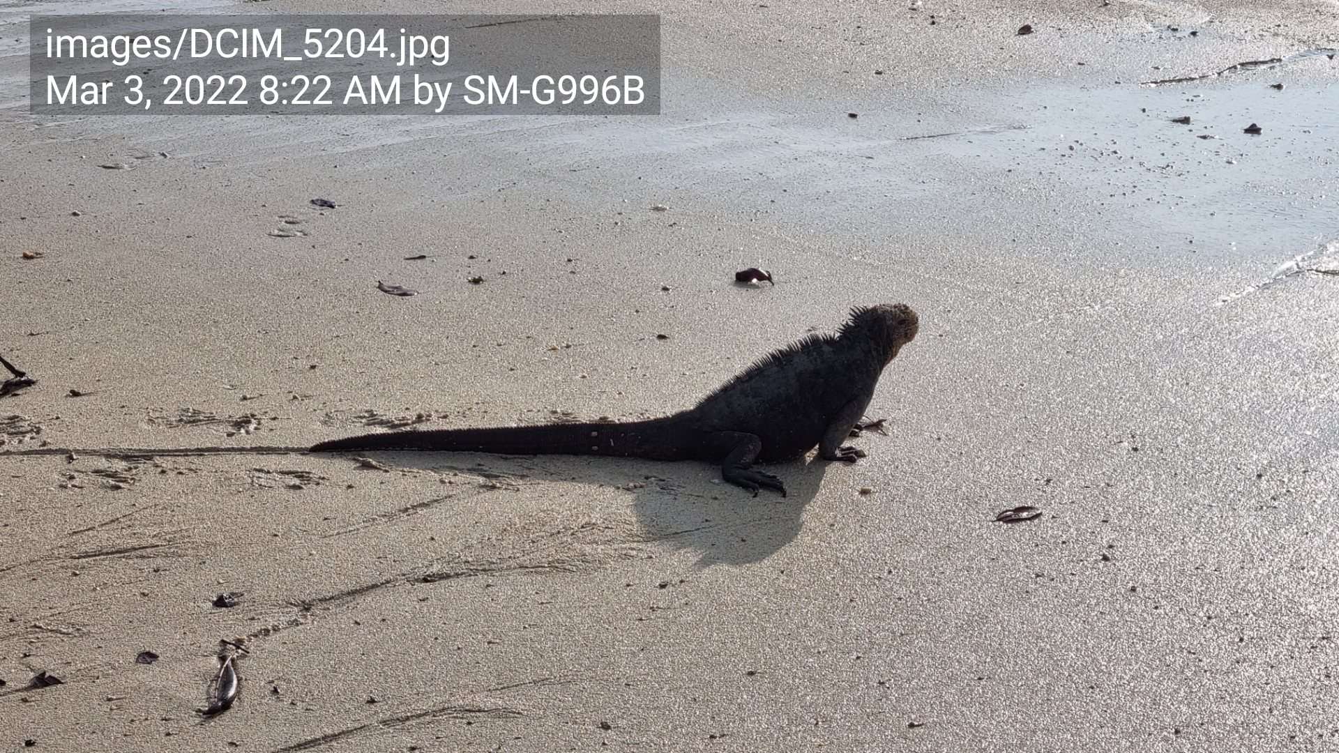 Example of the description text